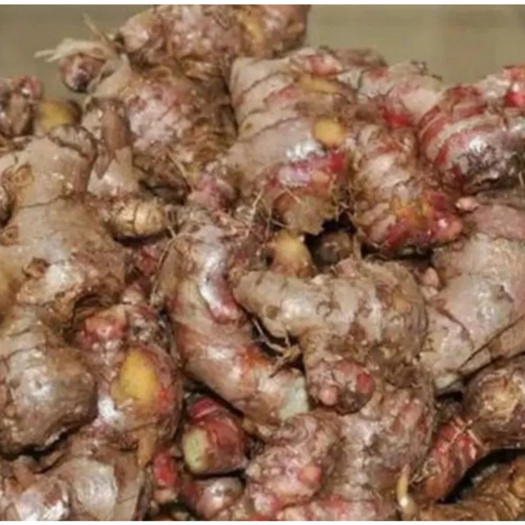 

Jahe Merah Segar Berkualitas 500gr