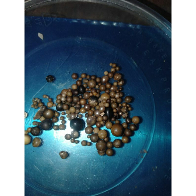 mutiara laut dari kerang kapak