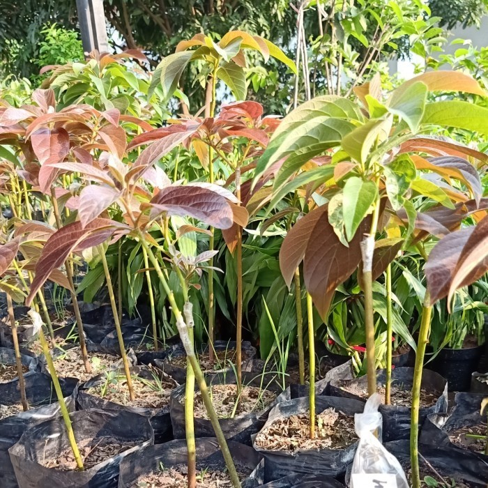 COD BIBIT ALPUKAT RED VIETNAM HASIL OKULASI UNGGUL DAPAT GRATIS PUPUK NPK MUTIARA 1616