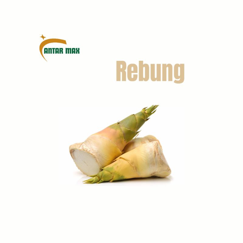 

Rebung500