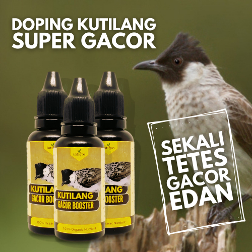 Vitamin Burung Kutilang Gacor / Vitamin Kutilang Gacor / Doping Burung Kutilang Gacor / Dop[ing Kuti