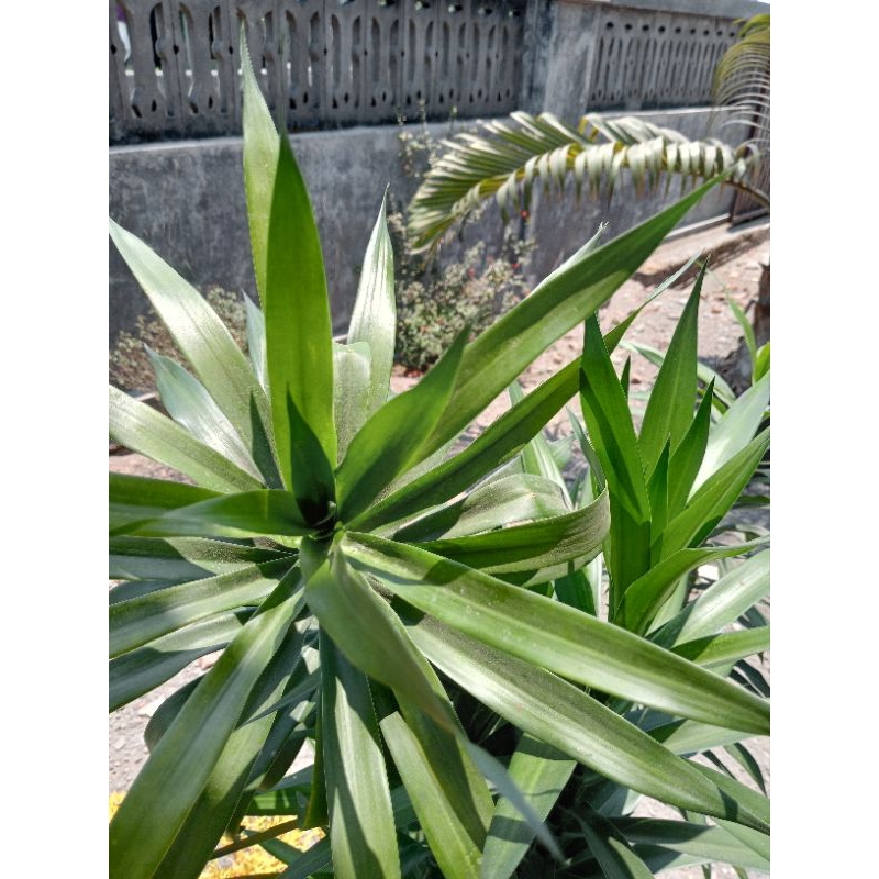 

DAUN SUJI | PEWARNA HIJAU ALAMI | PER IKAT ISI 10