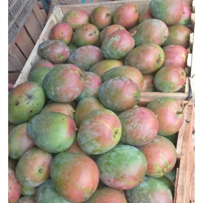 

Buah Mangga Brazil/Mentah 1 kg