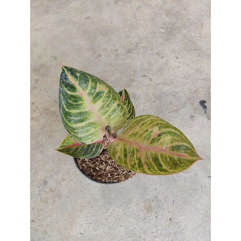 Moonlight aglonema Aglonema moonlight