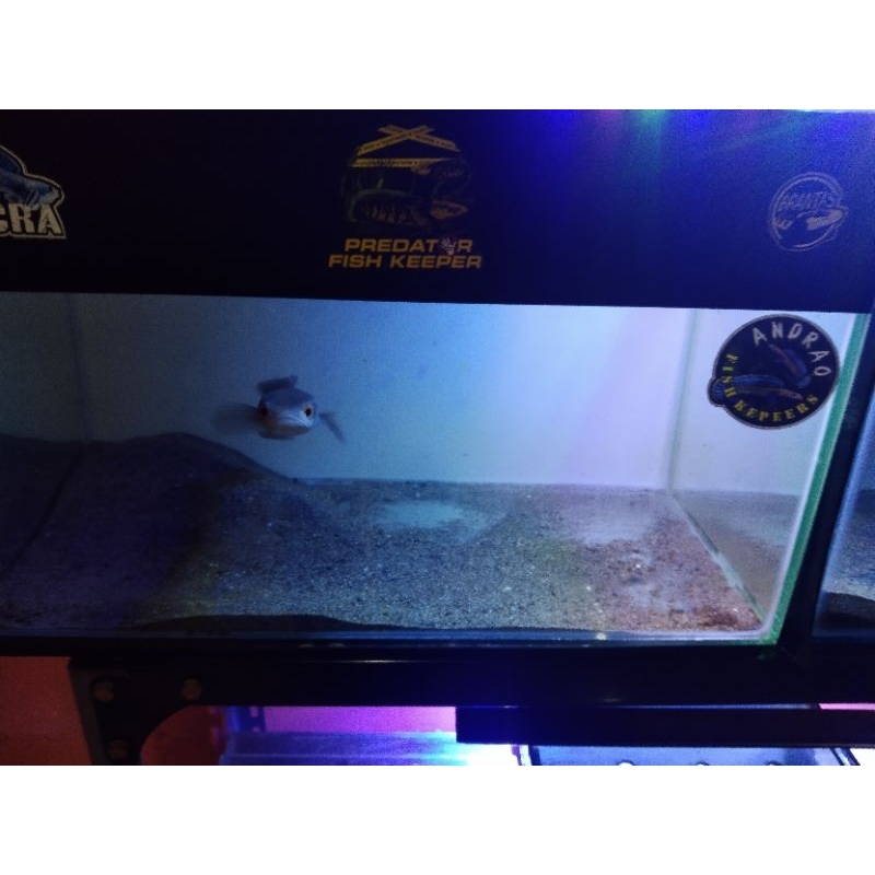 marulius-pseudo-india