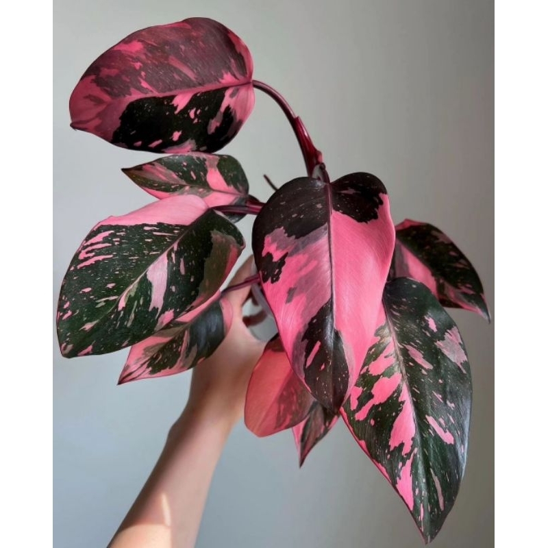 Philodendron Pink Princess Tanaman Hias Philo Princes Pink Philo Pink Princess