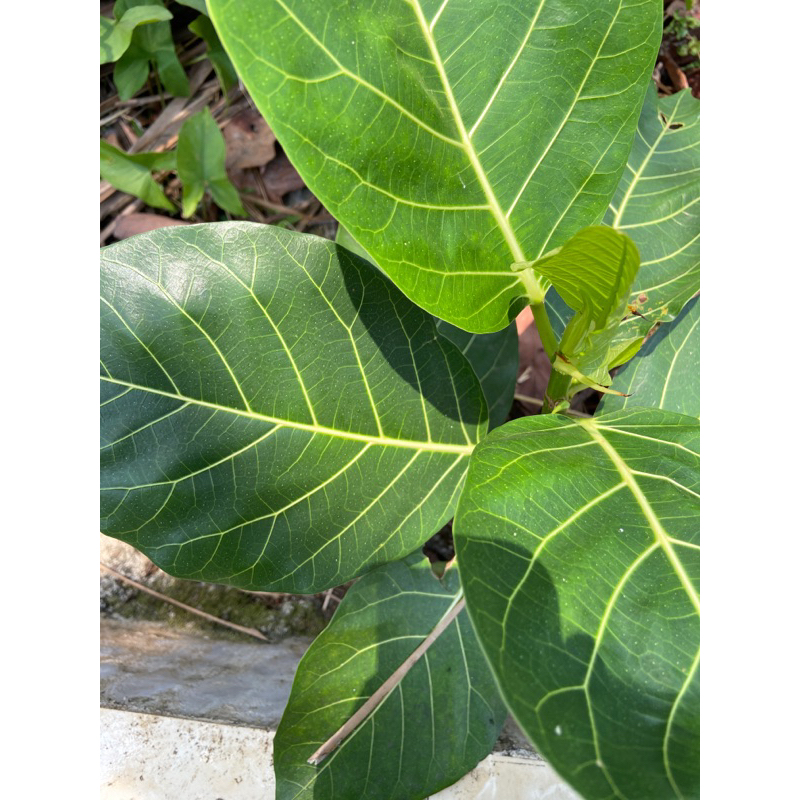 

Daun awar awar segar 500 gram petik langsung-az