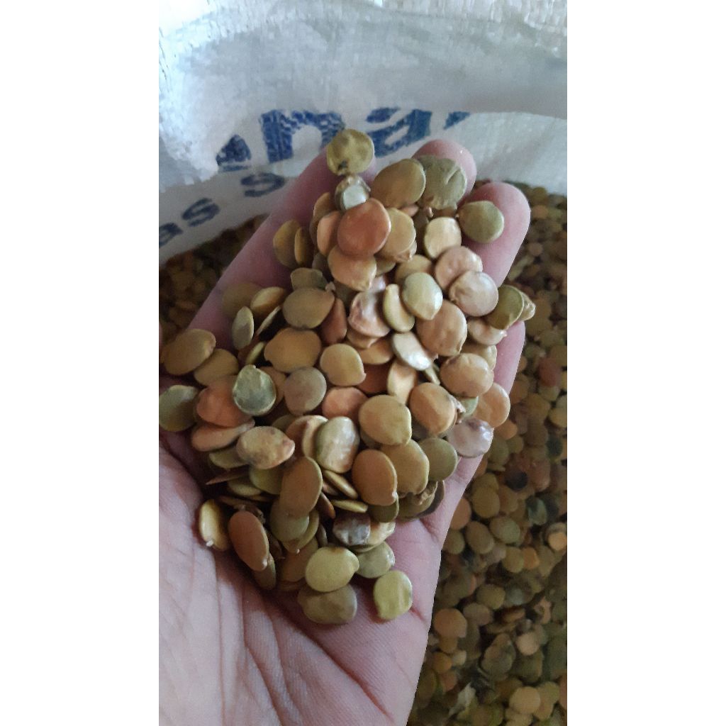 biji gamal / clirisidi 500 gram