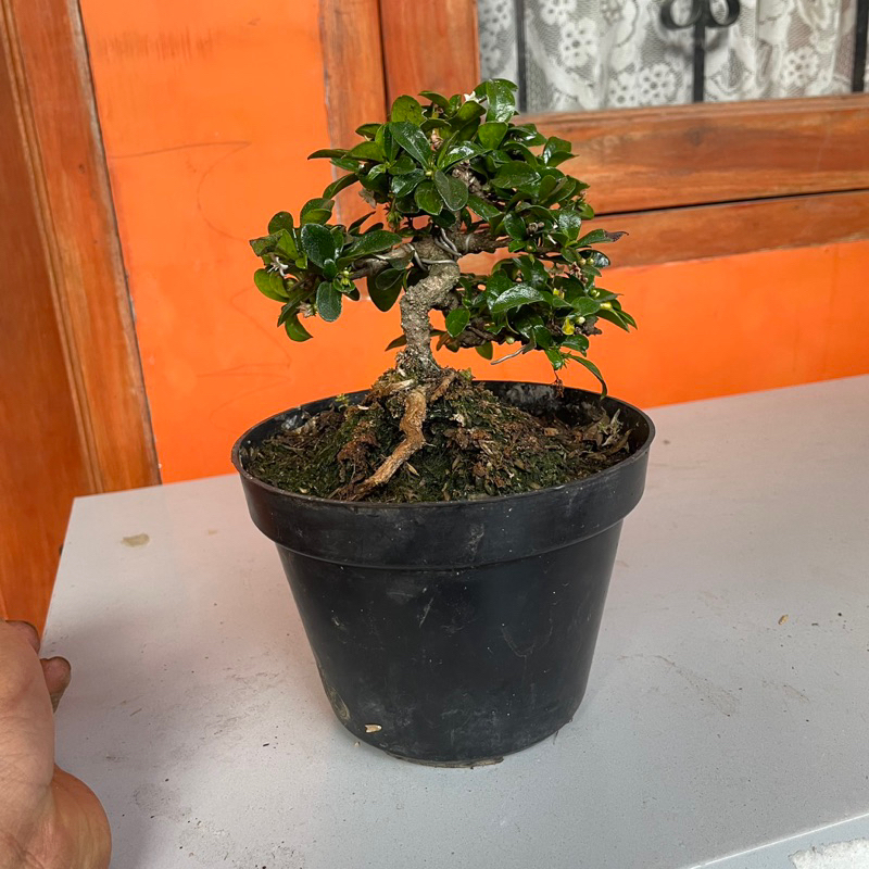 Bonsai tanaman hokianti