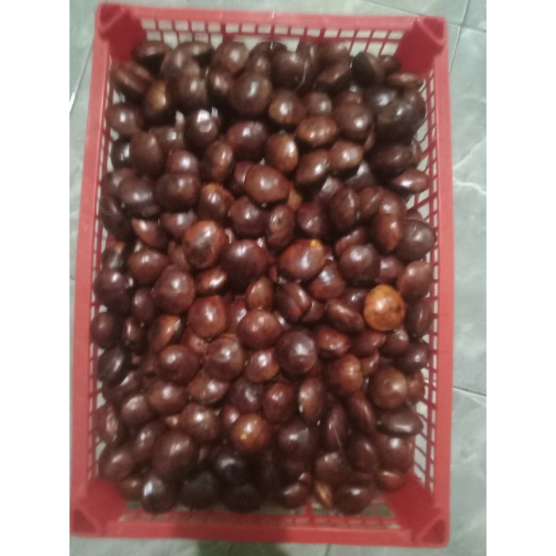 

jengkol tua 500gram