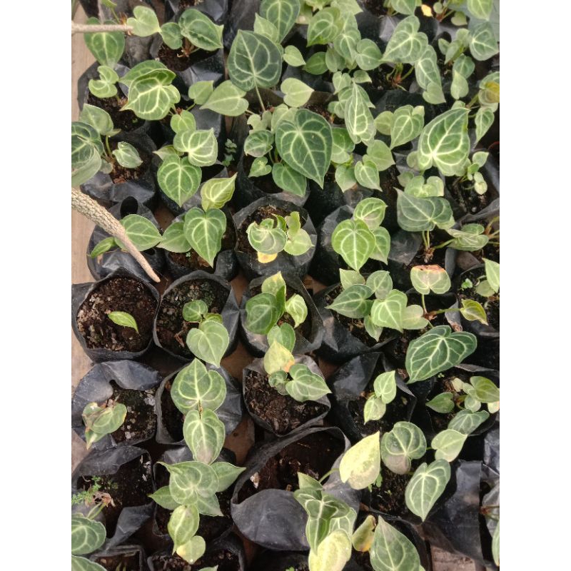 Anthurium Clarinervium baby/tarantula/kuping gajah