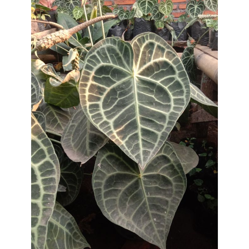 Tarantula Clarinervium Dewasa/anthurium clarinervium/kuping gajah