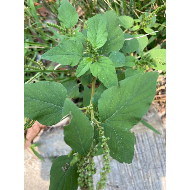 

Daun bayam liar daun bayam hutan 400 gram petik langsung-az