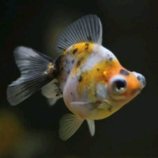 dekorasi ryukin 8-10 cm rw pw koki bonus pakan