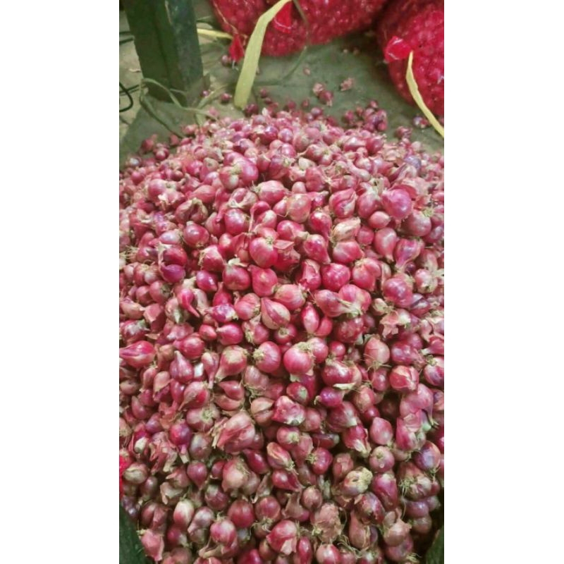

bawang merah Lampung asli SUPER 1KG