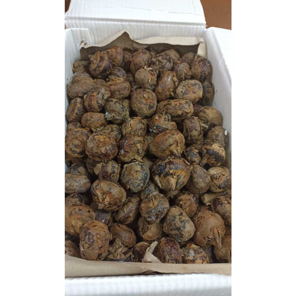 

WATER CHESNUT/MATHIE 1kg