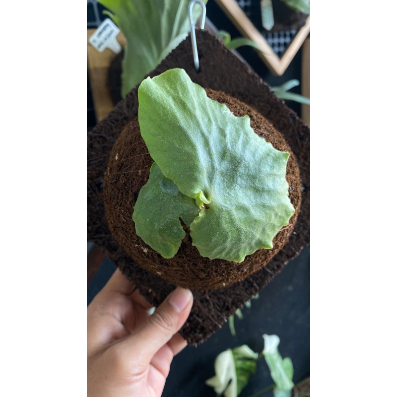 Platycerium Erawan OC