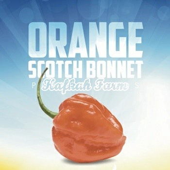 Benih 5 Biji PEPPER Orange Scotch Bonnet