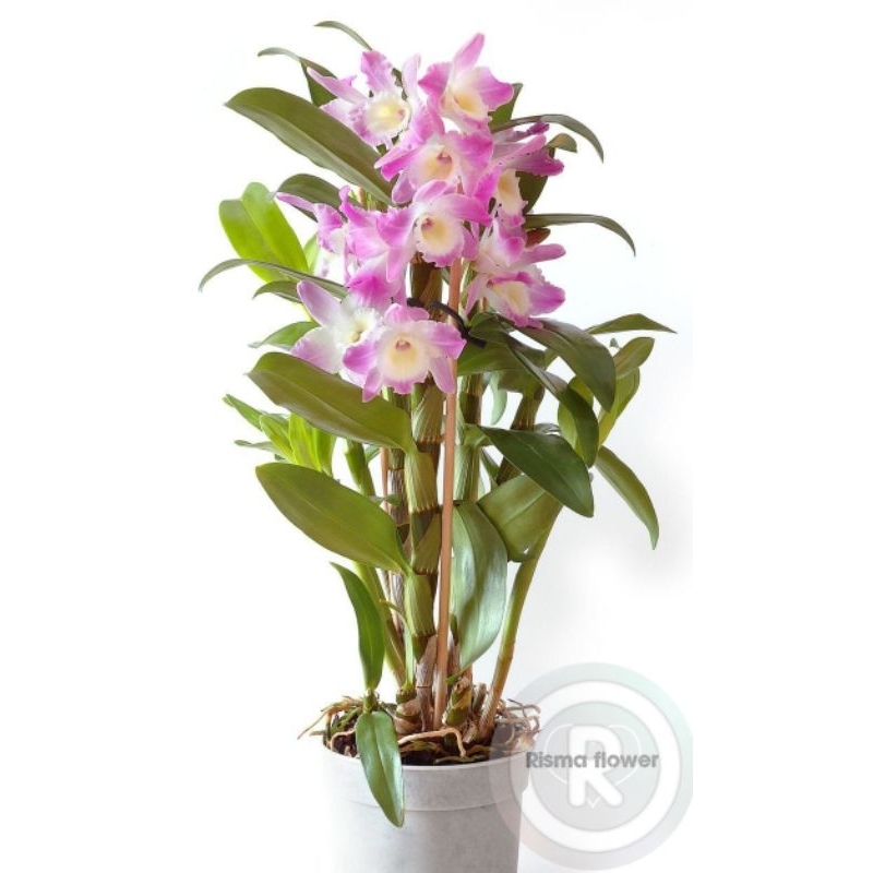 BUNGA ANGGREK DENDROBIUM JUMBO PINK DEWASA / TANAMAN HIAS POHON ANGGREK DENDROBIUM JUMBO DEWASA