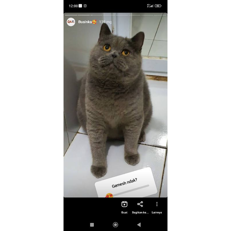 kucing british shorthair