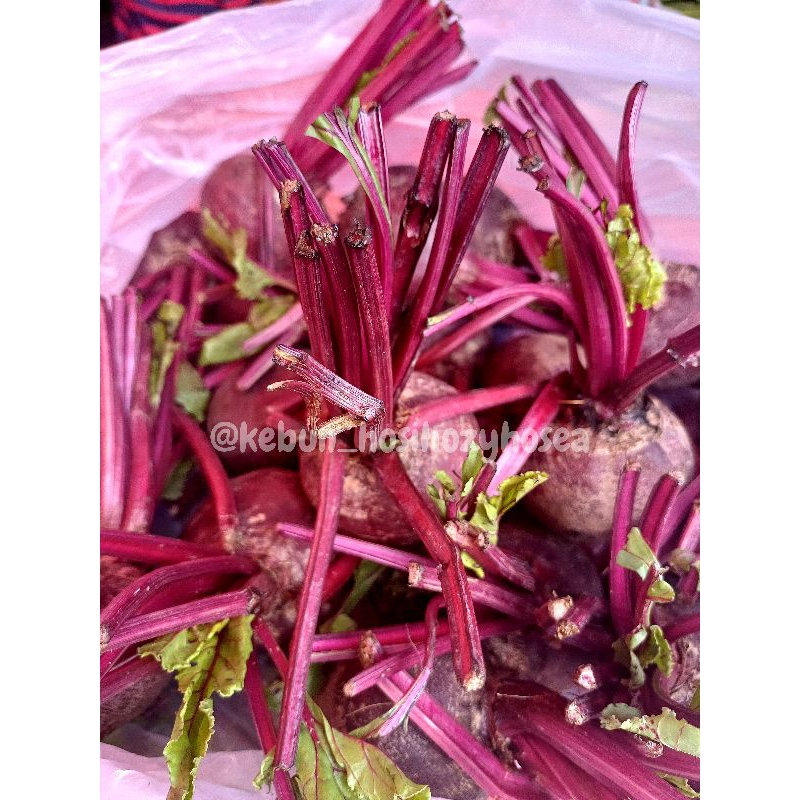

Buah Beet ORGANIK
