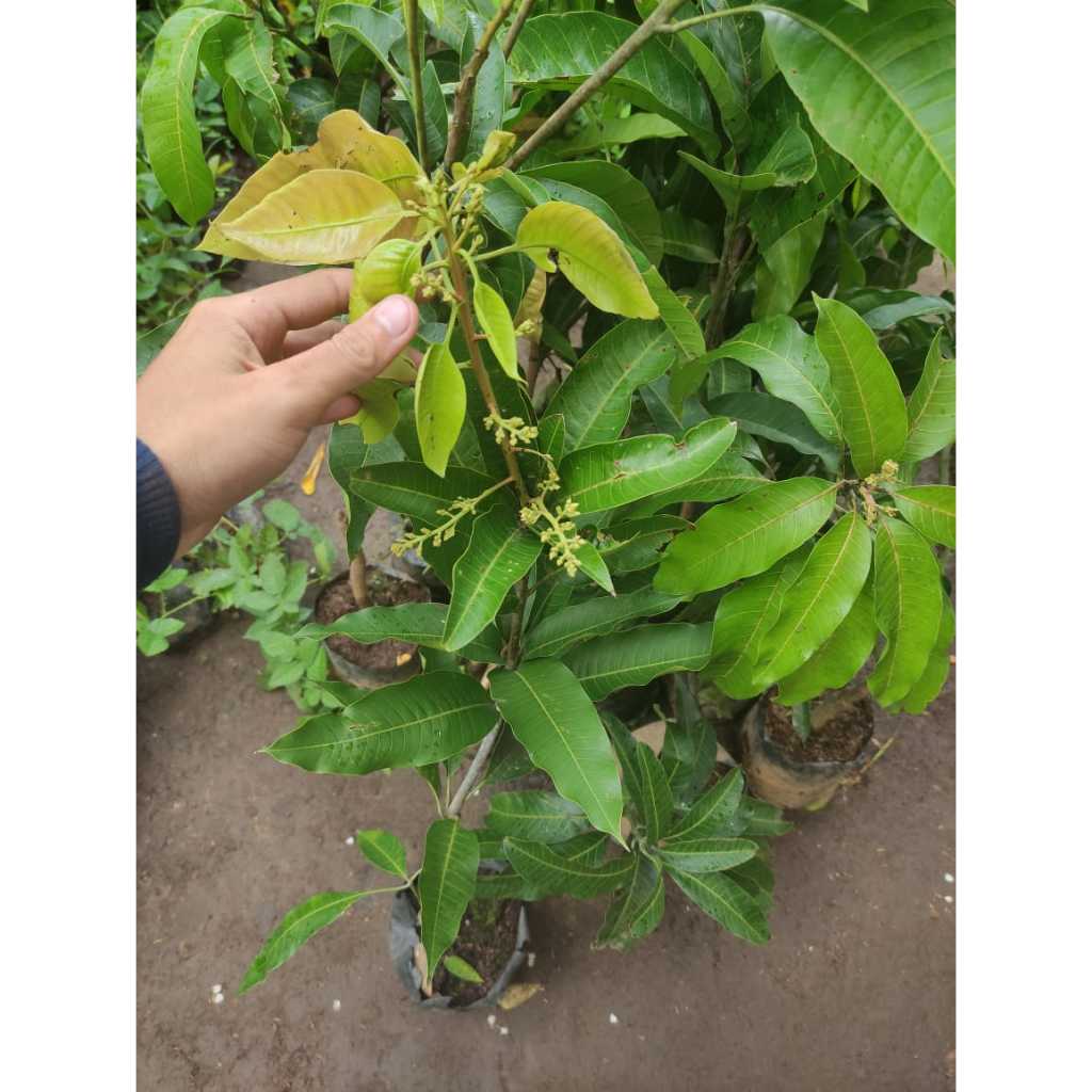 BIBIT MANGGA KIOJAY SUDAH BERBUNGA