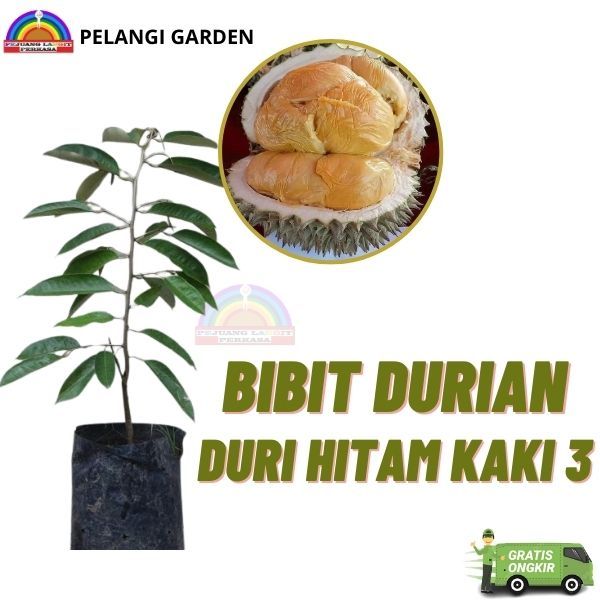 Bibit Durian Duri Hitam Kaki 3 Unggul, Bibit Durian Duri Hitam Kaki 3 Super Manis, Bibit Durian Duri