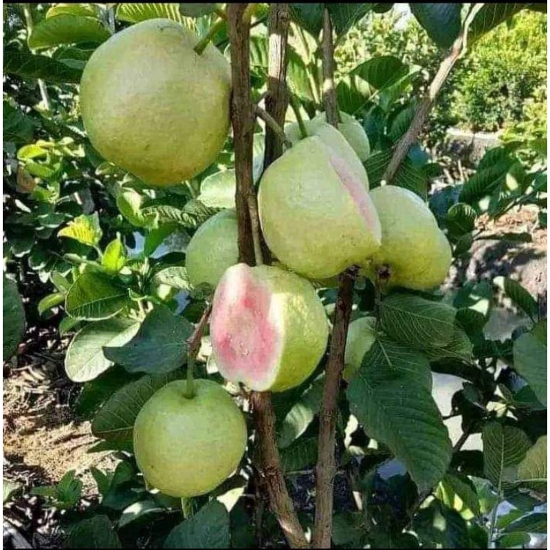 bibit jambu kristal merah kondisi berbuah