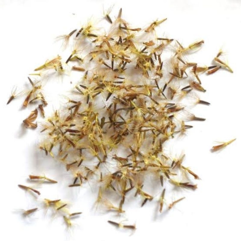 Benih Tanaman STEVIA Maicaleaf