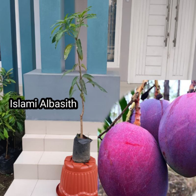 Bibit MANGGA IRWIN 1 METER (batang tinggi)