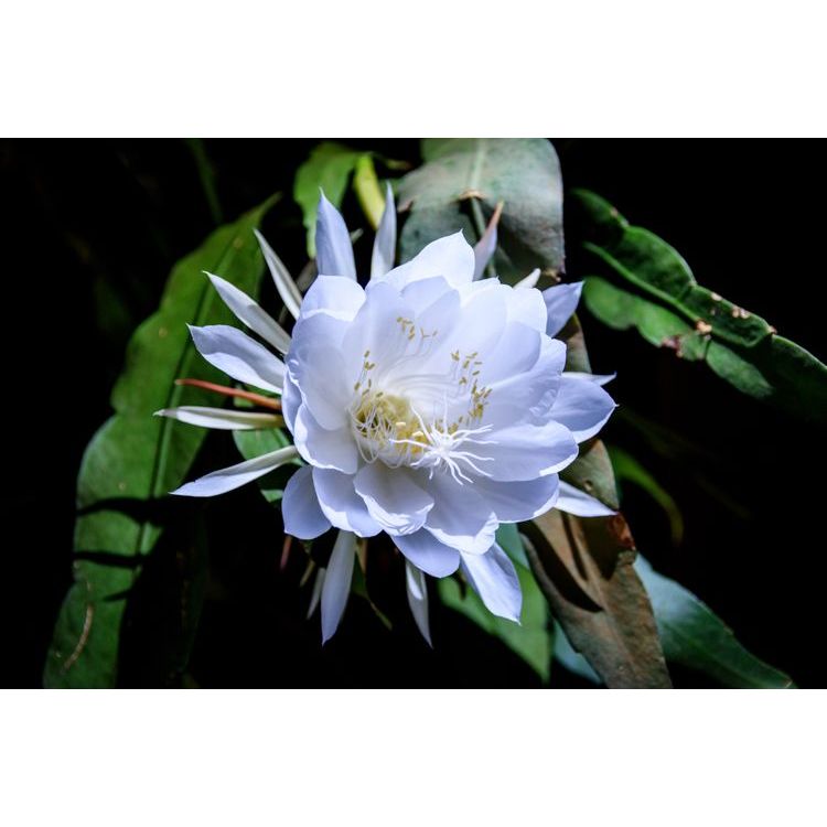 PROMO1TANAMAN HIAS BUNGA WIJAYA KUSUMA //TANAMAN WIJAYA KUSUMA GANTUNG KEMBANG KAKTUS MEKAR MALAM - 