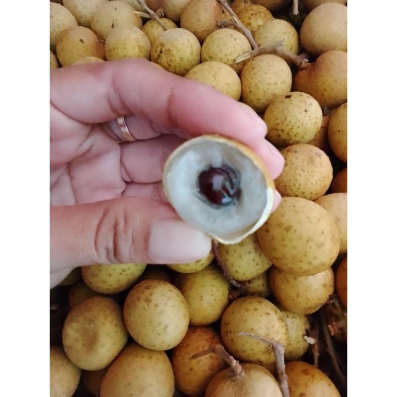 

KELENGKENG BANGKOK STIKER GOLD