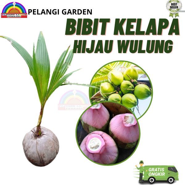 Pohon Kelapa Genjah, Pohon Kelapa Unggulan, Pohon Kelapa Super