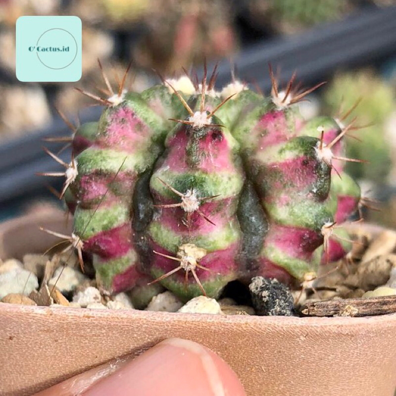 Gymno Tlux x pink diamond ( gymnocalycium mihanovichii kaktus mini tanaman hias hidup gurun
