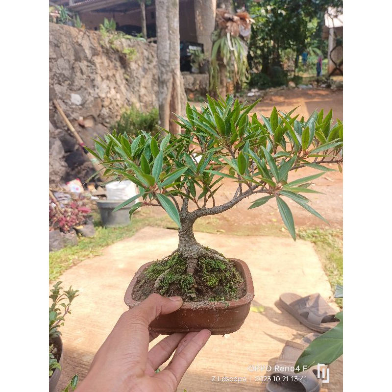 bonsai beringin California