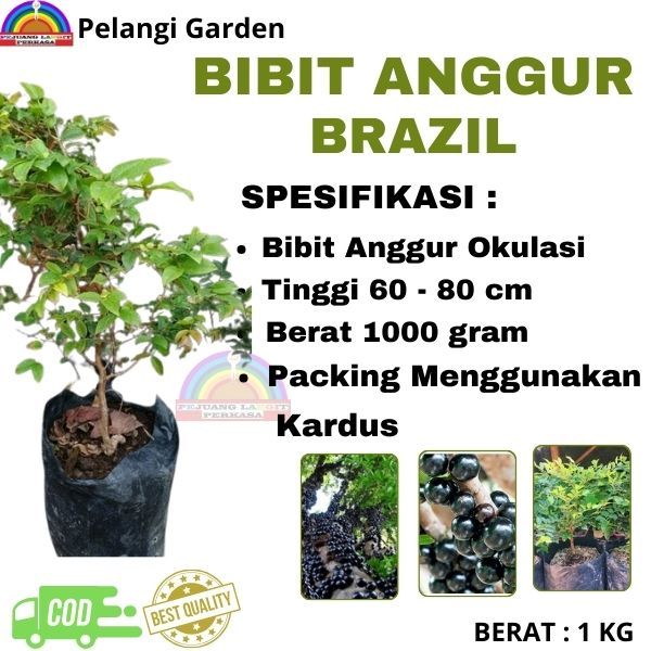 Bibit Anggur Brazil, Bibit Anggur Brazil Unggul, Bibit Anggur Brazil Cepat Berbuah