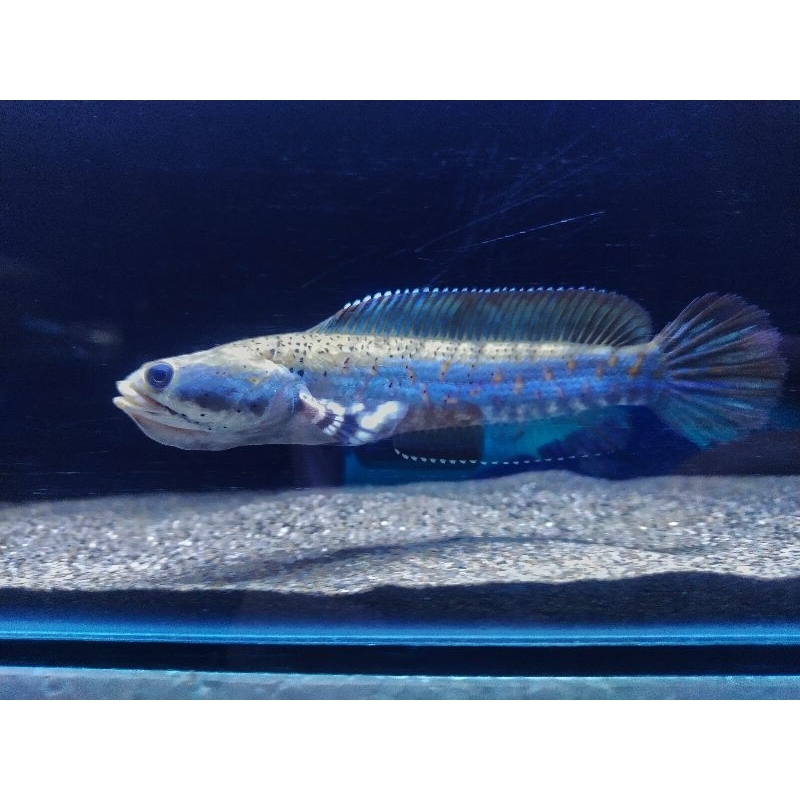 blue pulchra 15-17 cm