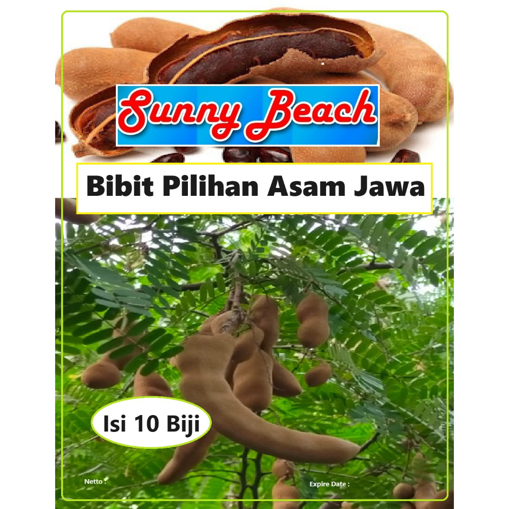 Bibit Pilihan Asam Jawa | Biji Benih Pohon Asam Jawa | Biji Bibit Asam