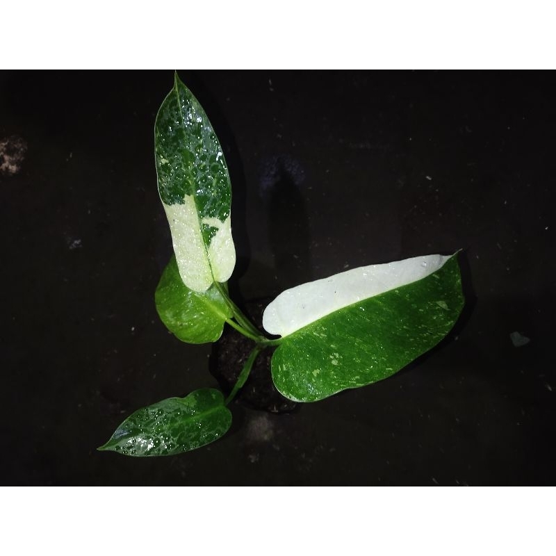philodendron josebuono