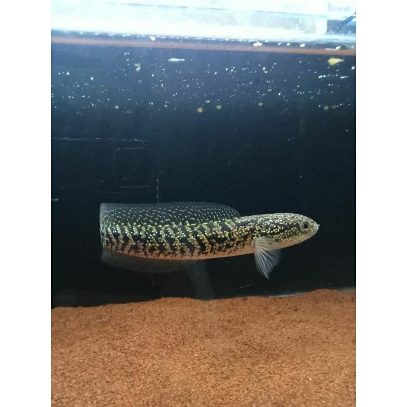 Channa Asiatica RSP Kaliamaya