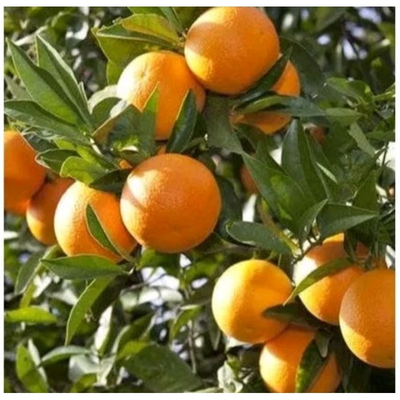 bibit Santang madu sudah berbuah