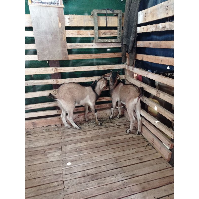 hewan qurban domba dan kambing