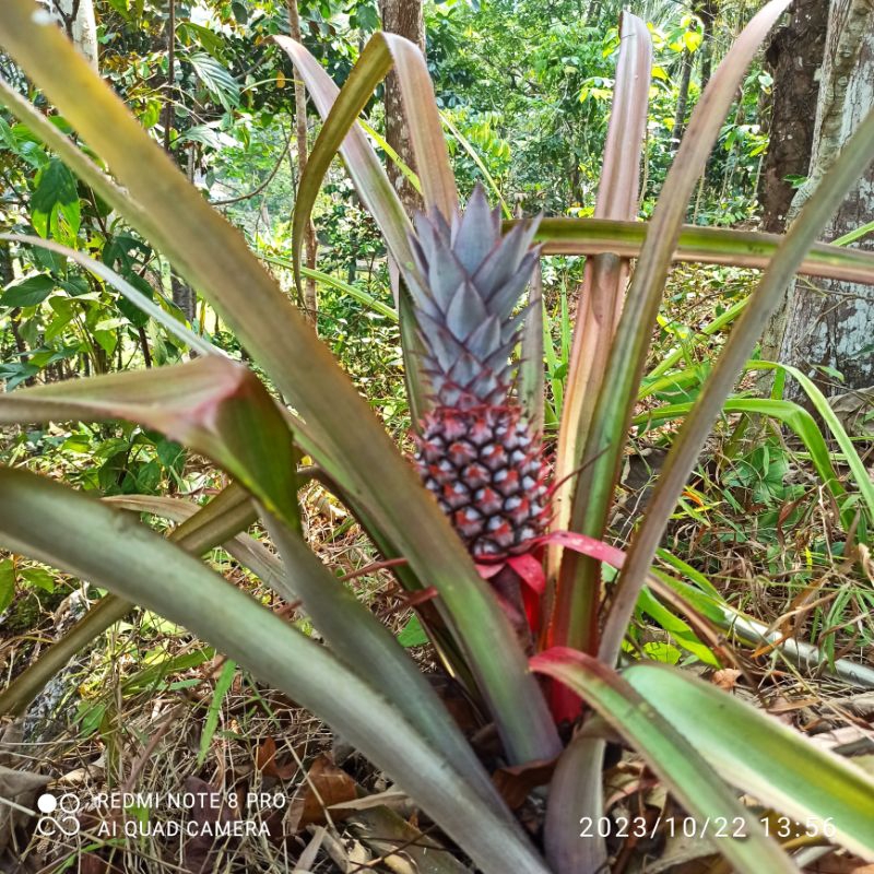 

Daun batang nanas frees langsung petik