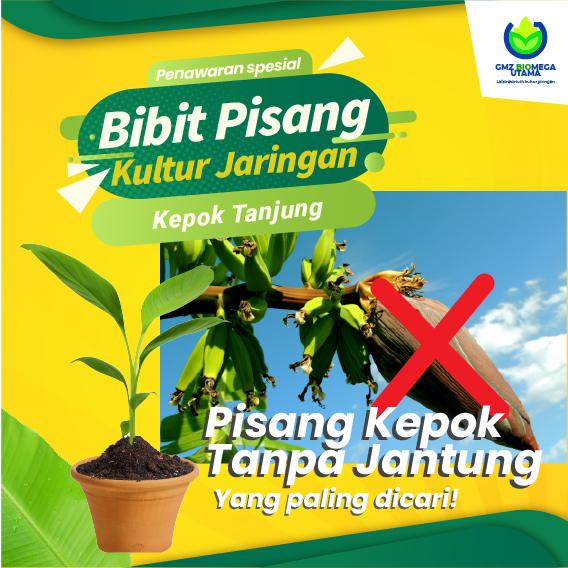 Bibit pisang kepok tanjung (tanpa jantung) kultur jaringan