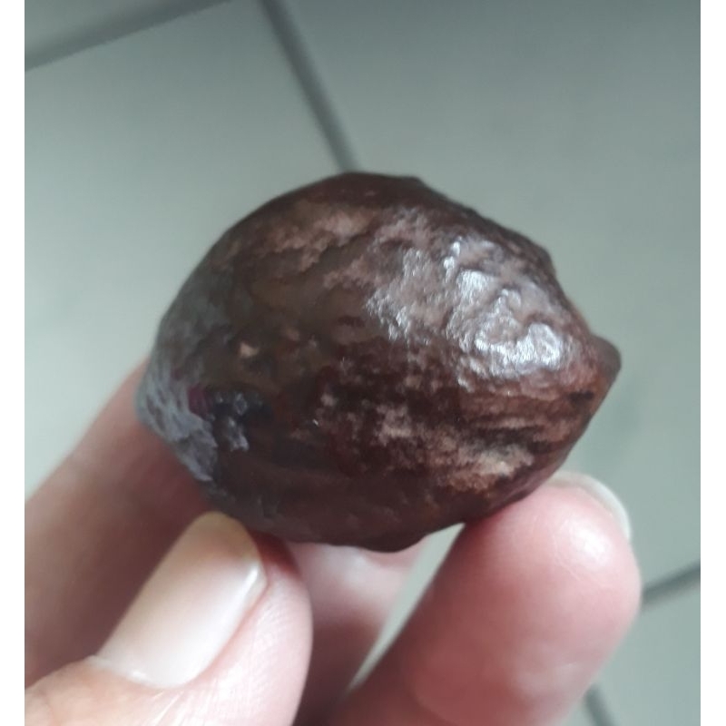 Kemiri Adu Muncang Adu Jalim Jawa Garung