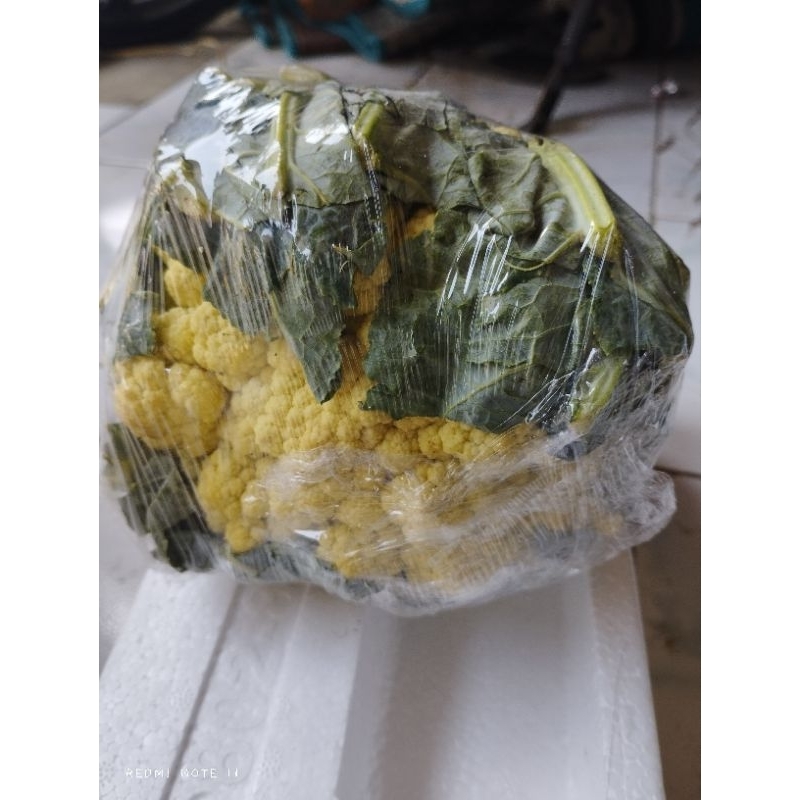 

kembangkol