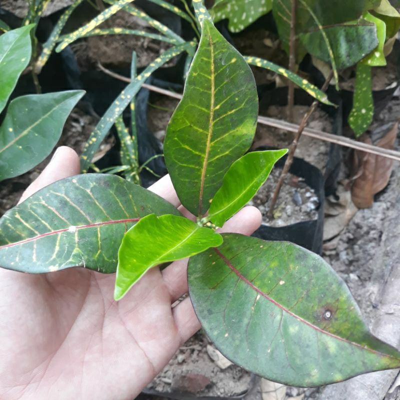 puring hijau langka tahan panas