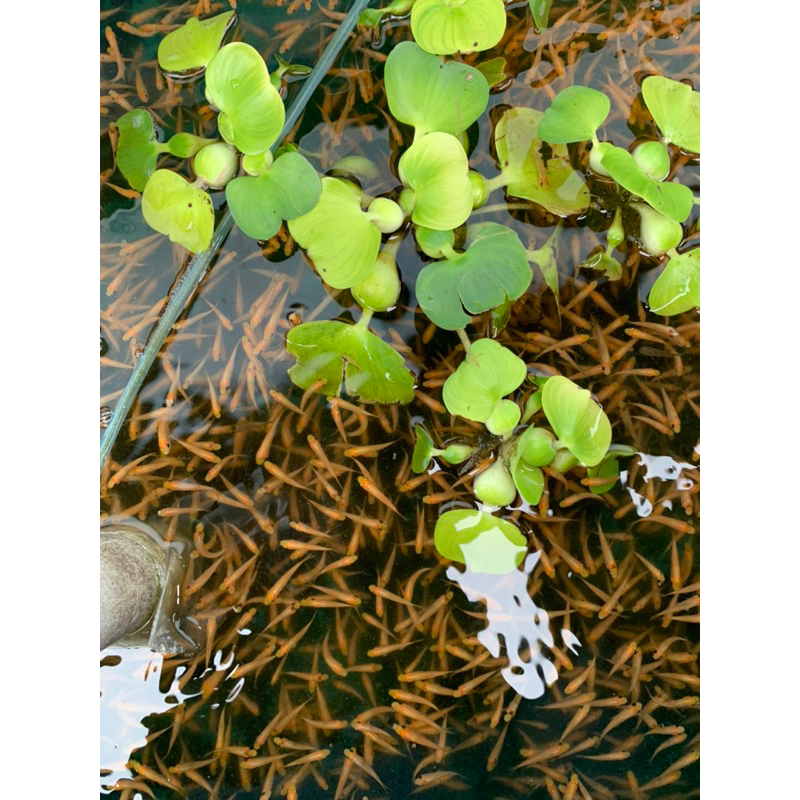 BIBIT IKAN TERAPI UKURAN 4-5 CM 50 EKOR