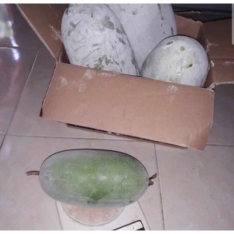 

Buah Beligo Bligo Kundur 1 kg segar Fresh BARU Petik, obat Herbal berkhasiat