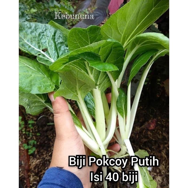 Pokcoy Putih / sawi Dakota biji